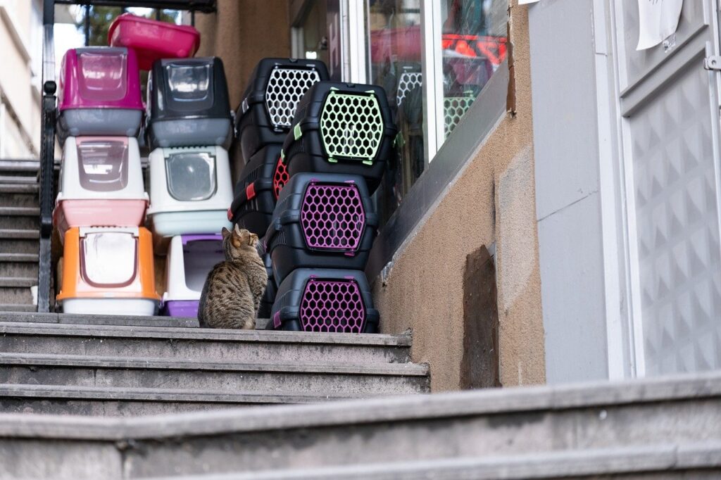 hotel para gatos em BH
