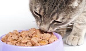 Alimentação de gato