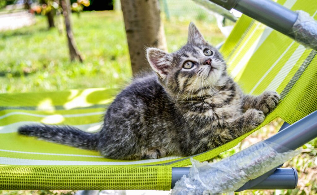 Cute fluffy baby cat sitting on the deckchair and playing around in the yard.