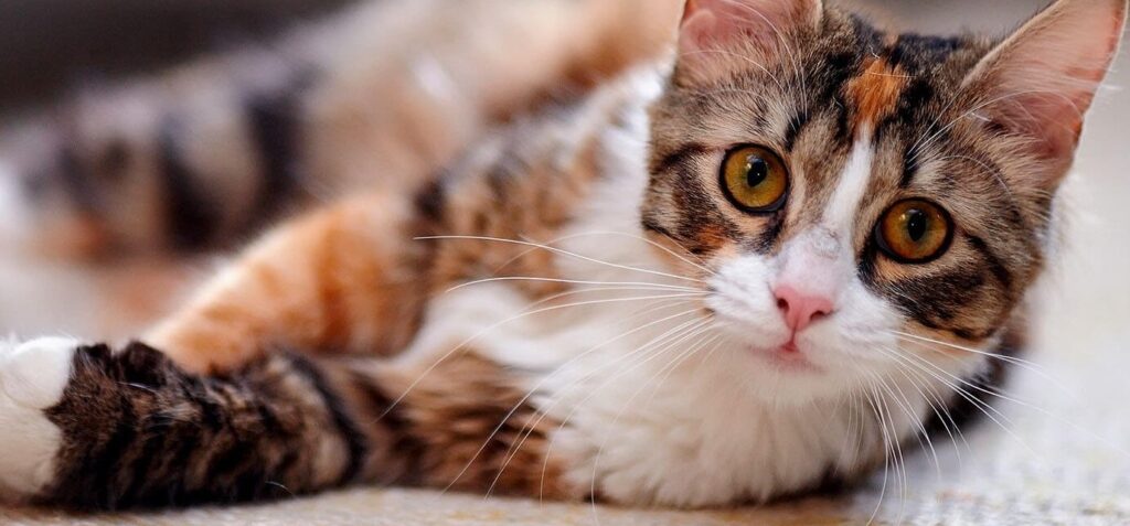 Pet Sitter, Casa de um amigo ou Hotel para Gatos – Qual a melhor opção para deixar seu pet?