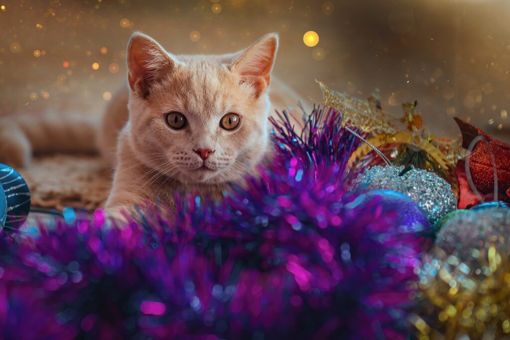 Christmas beautiful cat with Christmas toys