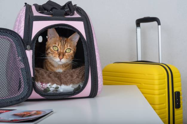 Hotelzinho A Gata Cristy – Por que você deveria hospedar seu gatinho conosco?