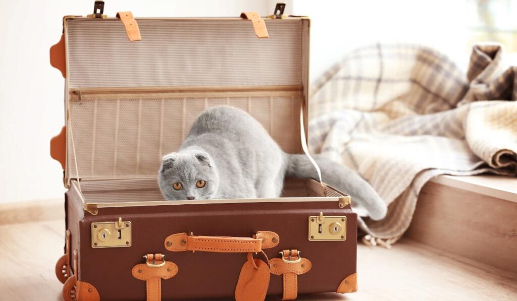 viajar com gatos riscos